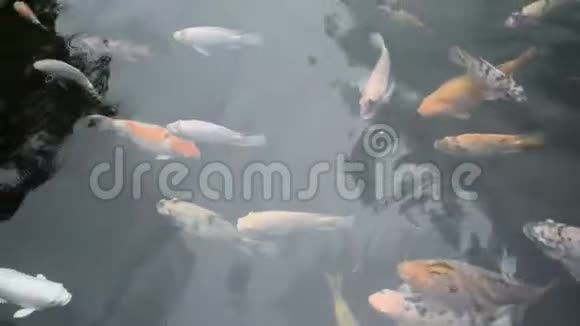在印度尼西亚的一个寺庙里美丽的五彩斑斓的圣鱼在池塘里游泳五颜六色的锦鲤鱼在里面游泳视频的预览图