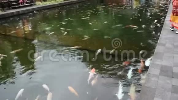 在印度尼西亚的一个寺庙里美丽的五彩斑斓的圣鱼在池塘里游泳五颜六色的锦鲤鱼在里面游泳视频的预览图