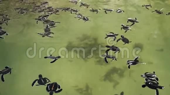 在斯里兰卡海龟救援中心用海水在水箱中游泳的大量新生海龟的4k视频视频的预览图