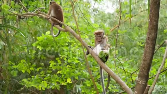 在热带丛林森林里她从游客那里偷了4k张野猴子吃塑料袋里的食物的录像视频的预览图
