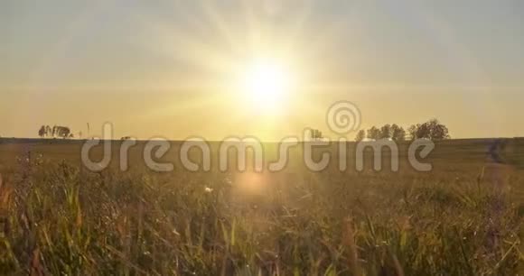 在夏季日落时平坦的小山草甸时间野性和农村草田阳光和树木机动车辆视频的预览图
