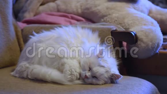 一只黑色和灰色的小猫白鼻子蜷缩在柔软的羊皮床上睡得很香放大视频的预览图