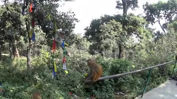 猴子庙里的猴子视频的预览图