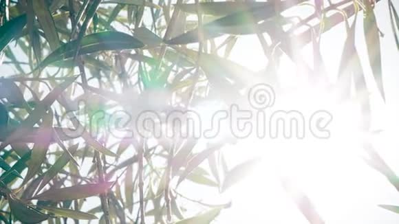 有机生物橄榄枝人工林慢速耀斑视频的预览图