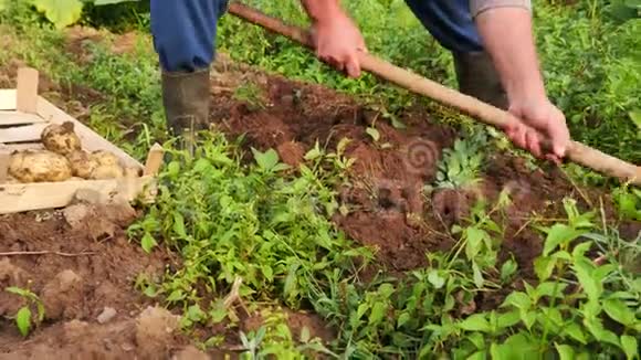 一个人从有机农场的地面上取出土豆并把它们放进箱子里的录像这是一种农业概念视频的预览图