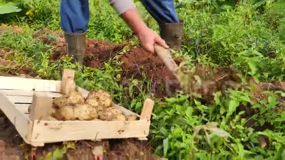一个人从有机农场的地面上取出土豆并把它们放进箱子里的录像这是一种农业概念视频的预览图