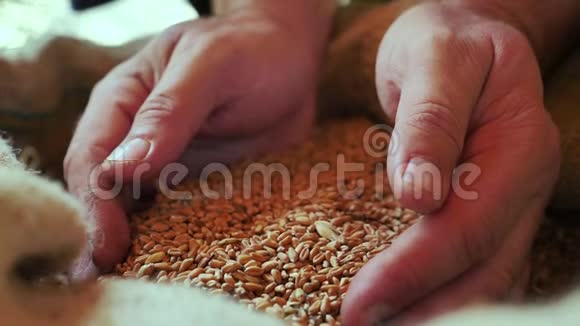 慢镜头关闭一个人展示和检查他的小麦质量的镜头视频的预览图