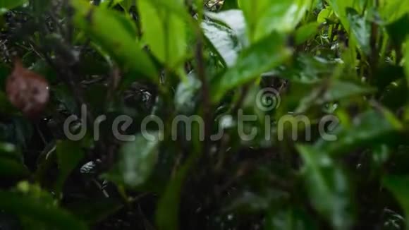 斯里兰卡美丽的高原茶园4k揭示视频视频的预览图