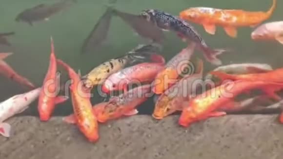 金殿圣池与鱼大金鱼在圣池在阿姆利则印度变焦广鱼在黄金视频的预览图