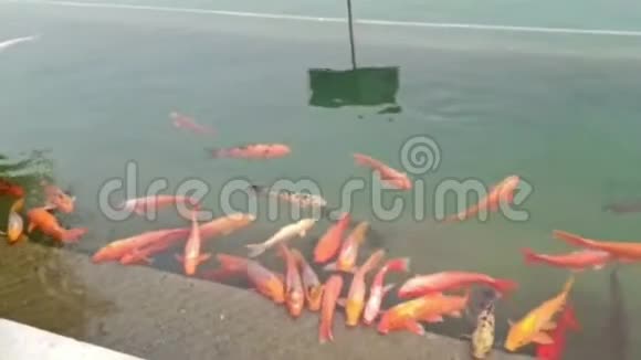 金殿圣池与鱼大金鱼在圣池在阿姆利则印度变焦广鱼在黄金视频的预览图