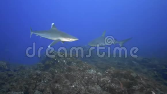 一群银鳍鲨视频的预览图