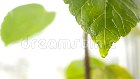 雨滴在植物的绿叶上特写镜头慢动作视频的预览图