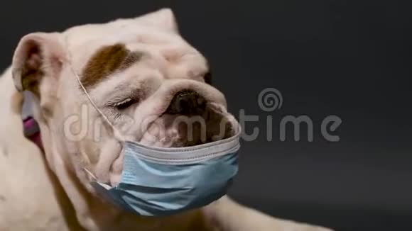 英国斗牛犬戴着医用口罩视频的预览图