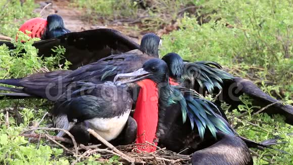 厄瓜多尔加拉帕戈斯国家公园吉诺维萨岛上的大型鸟类视频的预览图