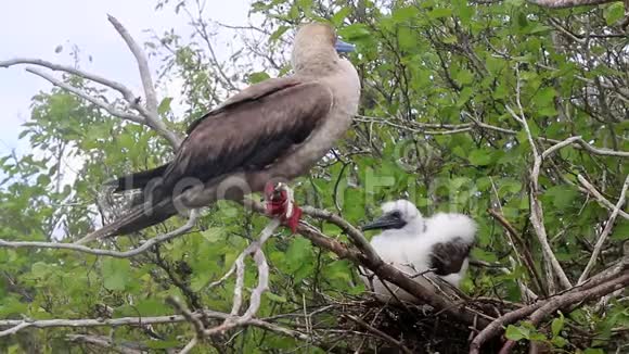 厄瓜多尔加拉帕戈斯国家公园基诺维萨岛一只赤足的诱杀鸟和一只小鸡坐在树上视频的预览图