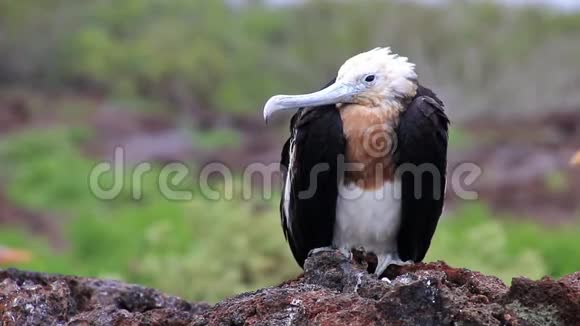 厄瓜多尔加拉帕戈斯国家公园吉诺维萨岛上的大鸟鸡视频的预览图