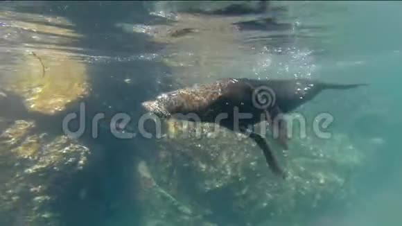 加拉帕戈斯海狮在厄瓜多尔加拉帕戈斯国家公园热诺维萨岛附近游泳视频的预览图