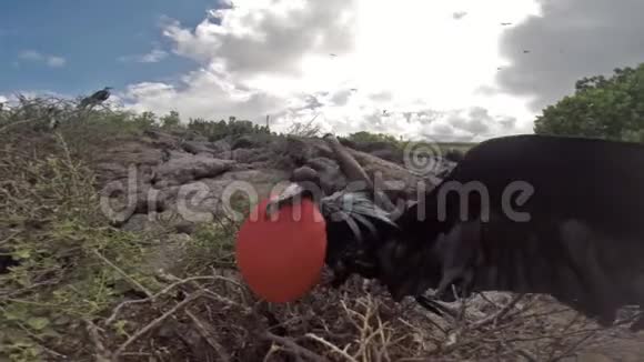 厄瓜多尔加拉帕戈斯国家公园吉诺维萨岛上的雄大箭鸟视频的预览图