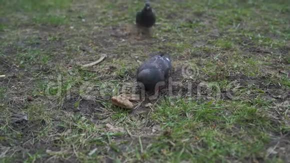白天在草地上行走的一群鸽子视频的预览图