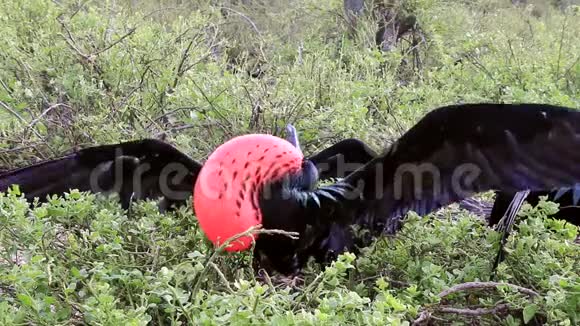 厄瓜多尔加拉帕戈斯国家公园吉诺维萨岛上的雄大箭鸟视频的预览图