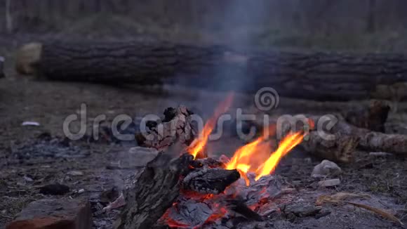 开火林中春火傍晚在一片森林空地的炉火旁四月视频的预览图