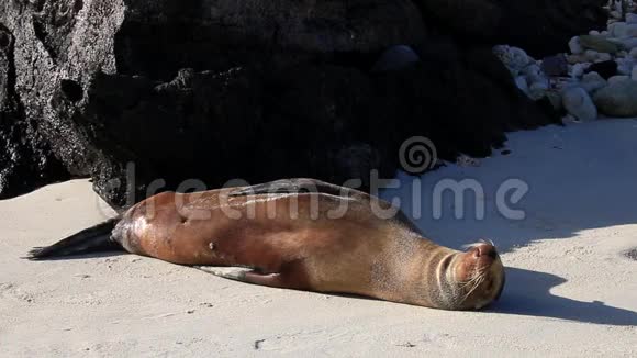 加拉帕戈斯海狮在基诺维萨岛海滩加拉帕戈斯国家公园厄瓜多尔视频的预览图
