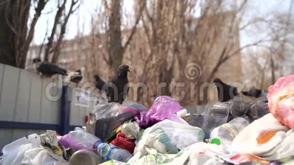 在垃圾箱里找食物的鸽子饥饿的鸟儿在城市街道的垃圾桶里寻找食物视频的预览图