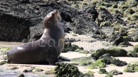 加拉帕戈斯海狮在基诺维萨岛海滩加拉帕戈斯国家公园厄瓜多尔视频的预览图