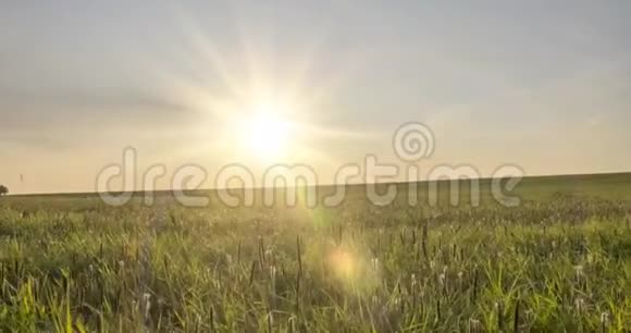 山地草地时间在夏季或秋季消失狂野无尽的自然和田园阳光照在绿草上视频的预览图