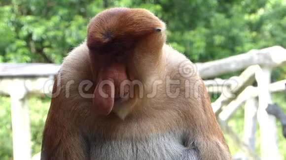 马来西亚婆罗洲沙巴州拉巴克湾雄性猴视频的预览图