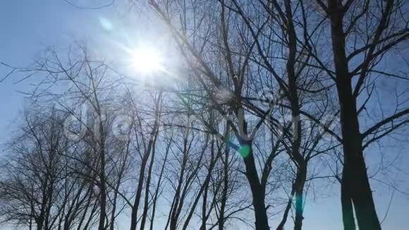 一排没有叶子的树对抗蓝天阳光明媚的春天相机在运动视频的预览图