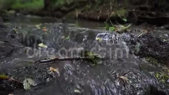 森林溪流流过苔藓的岩石视频的预览图