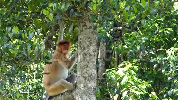 马来西亚婆罗洲沙巴州拉巴克湾的一棵树上坐着一只鼻猴视频的预览图