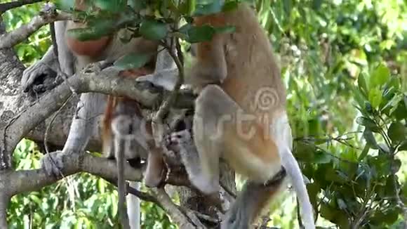 马来西亚沙巴州婆罗洲Labuk湾的一棵树上坐着NasalisLarvatus视频的预览图