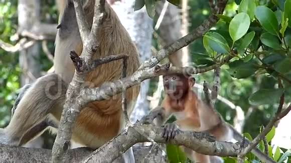马来西亚婆罗洲Labuk湾的一棵树上玩耍的小猴子视频的预览图