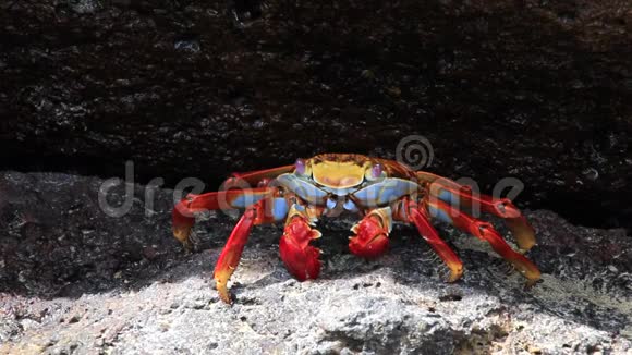 厄瓜多尔加拉帕戈斯国家公园Genovesa岛上的SallyLightfoot蟹视频的预览图