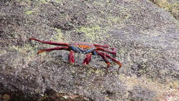 Sallylightfoot蟹在厄瓜多尔加拉帕戈斯国家公园的中国海帽岛上觅食视频的预览图