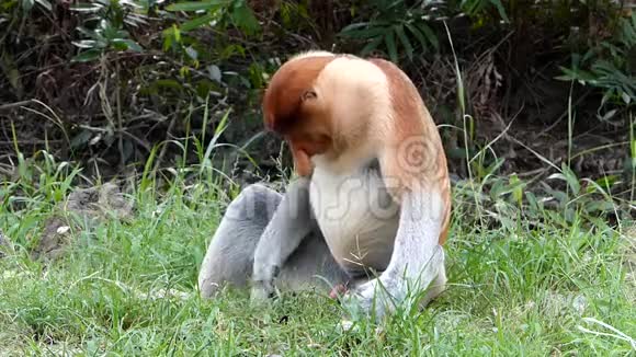 马来西亚婆罗洲沙巴州拉巴克湾的一棵树上坐着一只雄性普罗博西斯猴子视频的预览图