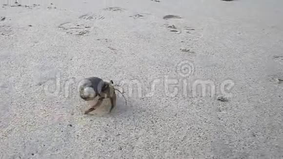 厄瓜多尔加拉帕戈斯国家公园基诺维萨岛海滩上的隐蟹视频的预览图