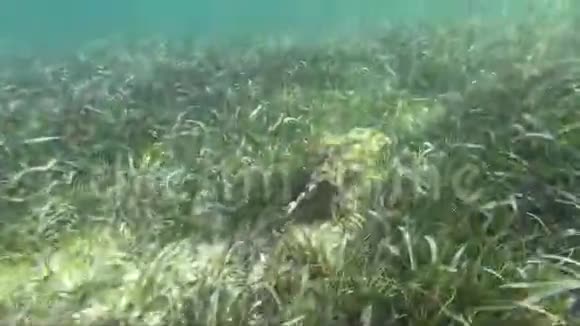 墨西哥科斯塔玛雅海草中伪装的黄貂鱼视频的预览图