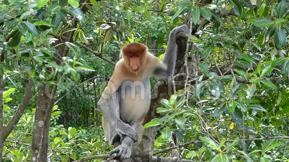 马来西亚婆罗洲沙巴拉巴克湾的一棵树上坐着一只小雄猴视频的预览图