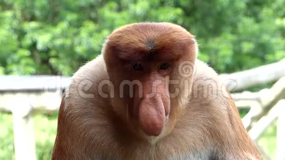 马来西亚婆罗洲沙巴州拉巴克湾雄性猴视频的预览图