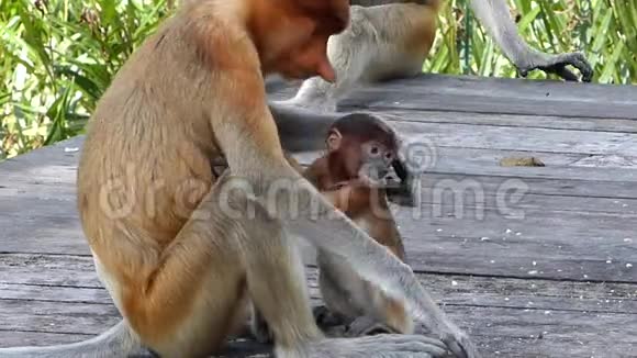 马来西亚婆罗洲沙巴州拉巴克湾一只带着一个婴儿坐在喂食平台上的雌性Proboscis猴子视频的预览图