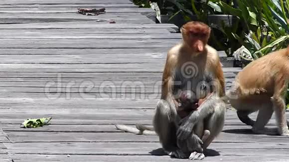 马来西亚婆罗洲沙巴州拉巴克湾一只带着一个婴儿坐在喂食平台上的雌性Proboscis猴子视频的预览图