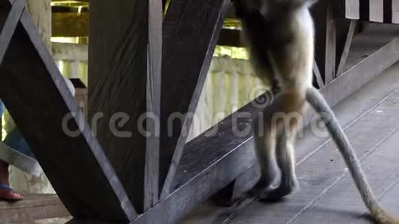 在马来西亚婆罗洲沙巴拉布湾游客中心玩耍的银叶猴视频的预览图
