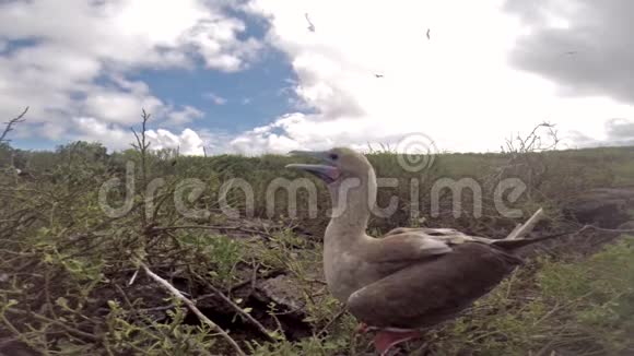 厄瓜多尔加拉帕戈斯国家公园基诺维萨岛上的红脚饵雷视频的预览图