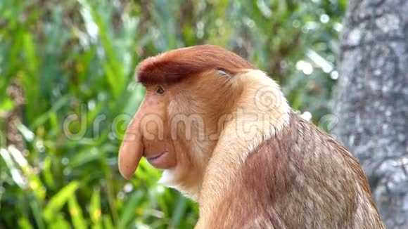 马来西亚婆罗洲沙巴拉巴克湾雄性普罗博西斯猴子画像视频的预览图