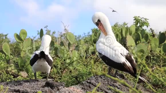 厄瓜多尔加拉帕戈斯国家公园热那维萨岛上的纳兹卡鲣鸟视频的预览图