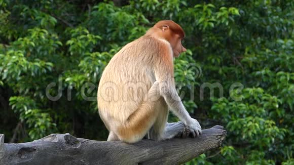 马来西亚婆罗洲沙巴州拉巴克湾的一棵树上坐着一只雌性猴视频的预览图