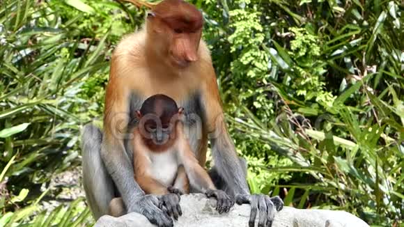 马来西亚婆罗洲沙巴州拉巴克湾有一个婴儿的女猴NasalisLarvatus视频的预览图